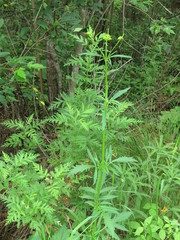Patrinia scabiosifolia