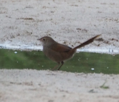 Dasyornis brachypterus