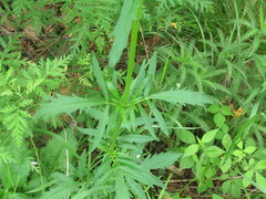 Patrinia scabiosifolia