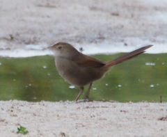 Dasyornis brachypterus