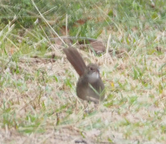 Dasyornis brachypterus