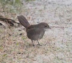 Dasyornis brachypterus