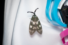 Eterusia aedea formosana