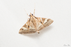 Agrioglypta