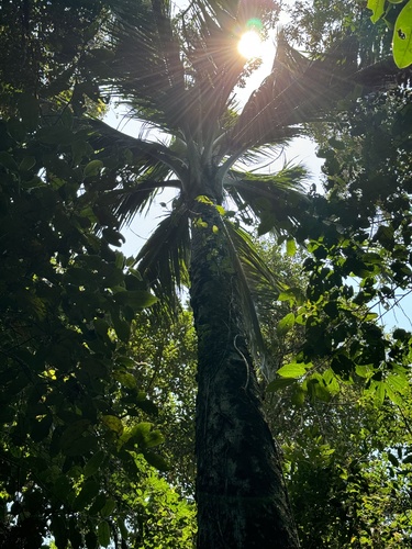 Ravenea robustior