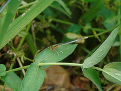 Platycnemis pennipes