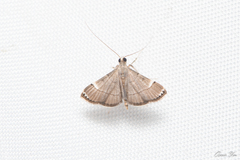 Cangetta hartoghialis