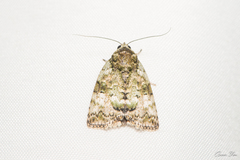 Blenina angulipennis