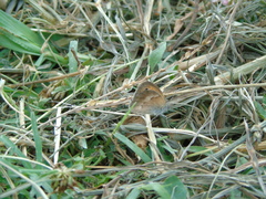 Coenonympha pamphilus