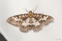 Pogonopygia nigralbata