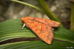 Rusicada combinans