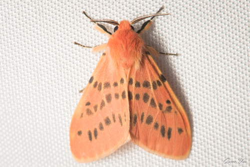 Lemyra alikangensis (Strand, 1915)