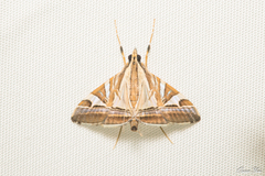 Agrioglypta itysalis