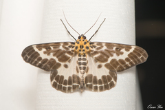 Pogonopygia nigralbata