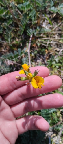Adesmia incana (Adesmia incana)