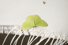 Argyrocosma inductaria