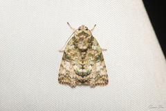 Blenina angulipennis