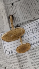 コオニタケ