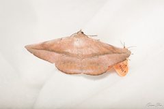 Sarcinodes yaeyamana