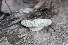 Truncospora ochroleuca