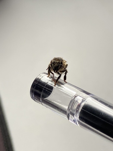 Western Honey Bee
