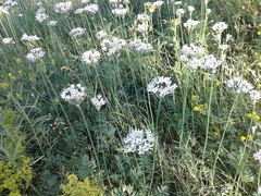 Allium ramosum