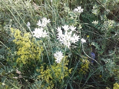 Allium ramosum