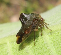 Telamona monticola