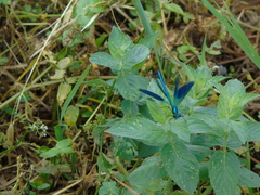 Calopteryx splendens