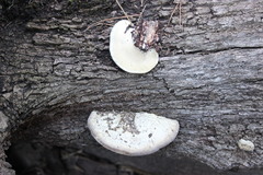 Truncospora ochroleuca