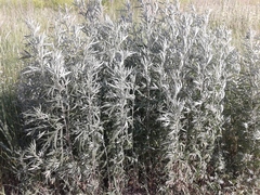 Artemisia leucophylla