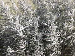 Artemisia leucophylla