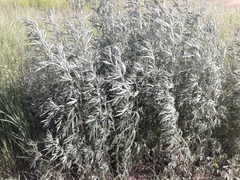 Artemisia leucophylla