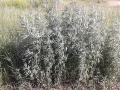 Artemisia leucophylla