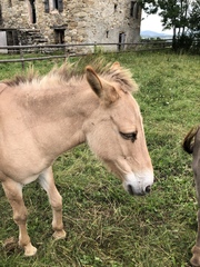 Equus asinus × caballus