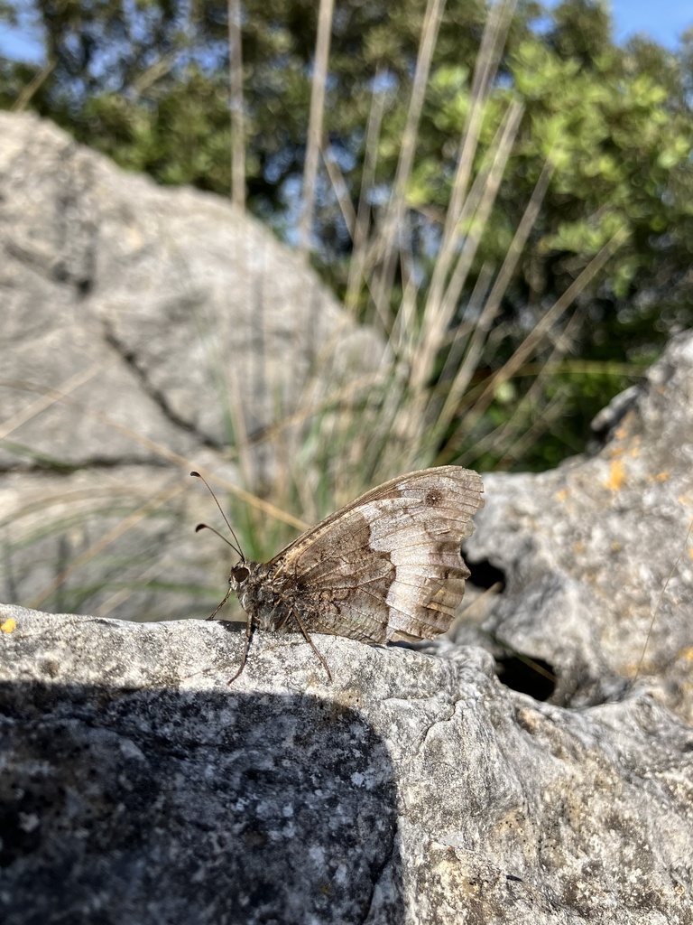 Großer Waldportier