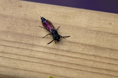 Sapyga quinquepunctata