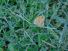 Coenonympha pamphilus