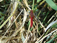 Crocothemis erythraea