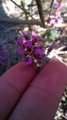 Indigofera mauritanica