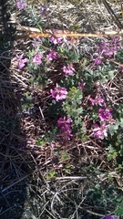 Indigofera mauritanica