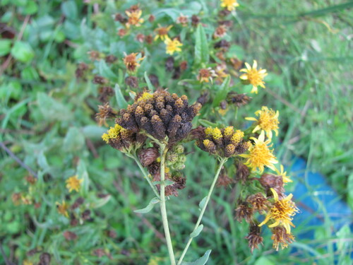 Achillea ageratum