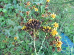 Achillea ageratum