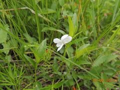 Viola accrescens