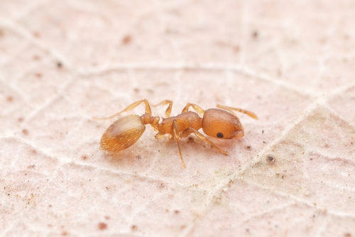 Temnothorax curtulusTemnothorax curtulus