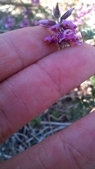 Indigofera mauritanica