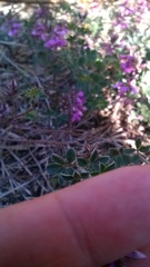 Indigofera mauritanica