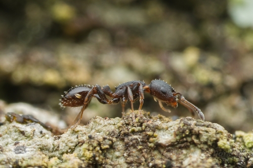 Temnothorax convexusTemnothorax convexus