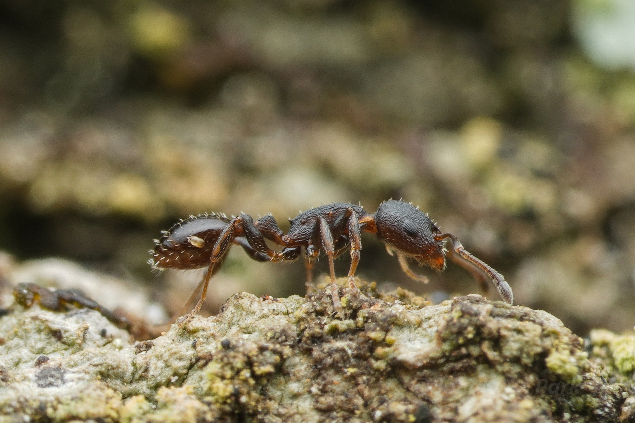 Temnothorax convexus