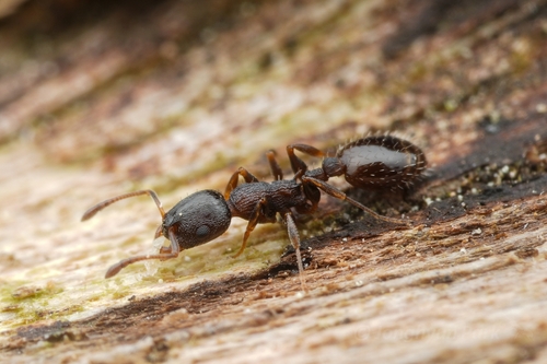 Leptothorax angustulus